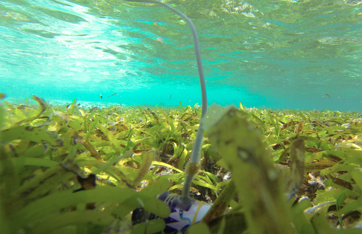 underwater mic 4